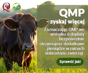 Dodatkowe pieniądze dla hodowców bydła z QMP – tylko do 16 czerwca!