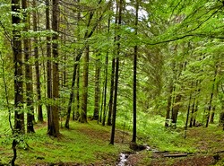 Kalendarz polowań zbiorowych