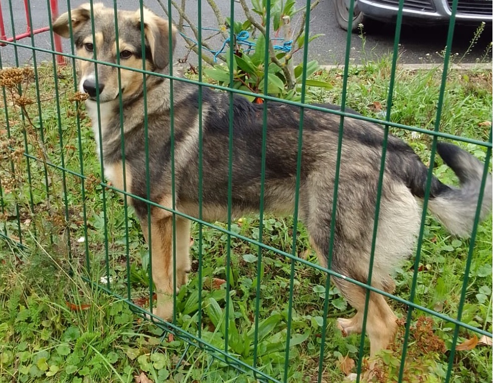 Szukamy właściciela psa!!!!