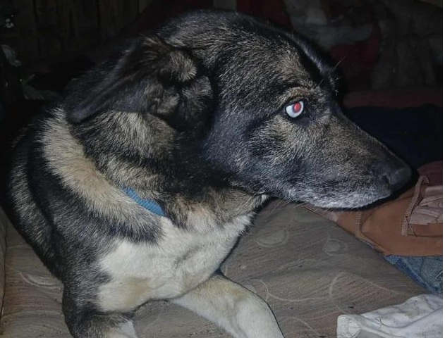 Szukamy właściciela psa!!!