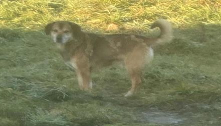 Właściciel psa poszukiwany!!!