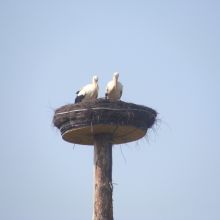 138221aa901e021a9284611ee6d36db0