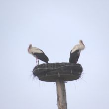 2d0f4f5bfbc55d96b3bf582ce84dc294