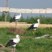 35148b754d010c3329635762317391ef