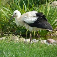 3d1cc593ff7f8285af8fa46afaec15c6