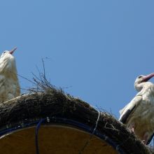 4d125d3c5766199cc764ef5c07cb203c