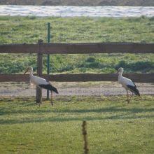 9ee145b4cb9eecae1766ac920d7bda4f