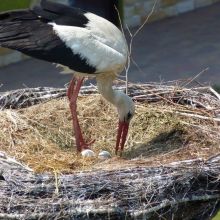 d768c040e318aaf733379605d32b1afe