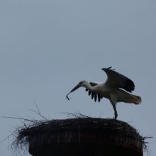 e57ce86562da005dec32d0645e759326