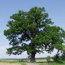 0560fade09b900494fb0de8c9fcefaf4