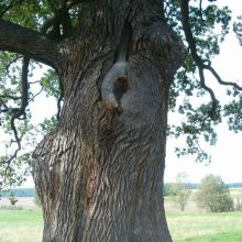 e3fbaed6fe3af167ad1fbb47af392a17