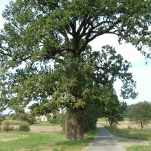 f325e7986c9c408568c9375d5afe0247