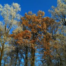 cb17dcd0bf3fb886dd489899c6ac42e6