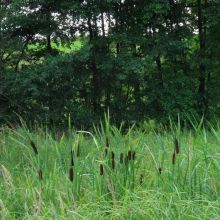 33aa85a541634268388844ea67be44af