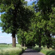 85baa6b64209626d186776c3b665ae65