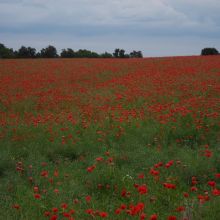 85c3b38a7596ea096ab39f7e0ba2d2b1