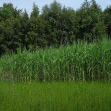 977bc20e700d86b9ae0bfccba05c1d8a