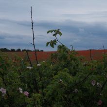 ba4f86e6d5afc4a3800ffad31fb9137d