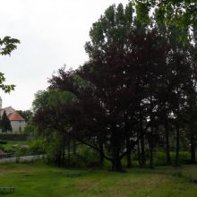 09638d4f376520f0e39bd8c3fd652343