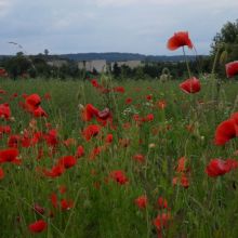 4bdec08eb98d8365111d9c0b4c1234ad