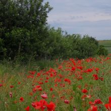 55d5e2c9d49a3543d9df7abc800b370e