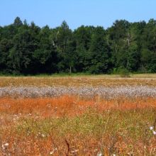 61dd3bc1f0f36071c8195f5961b46640