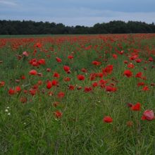 ac804c106c6d035fe7d85b67c846fd82