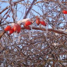 d93ea8f8d723e9283160c6cd2381c0ae