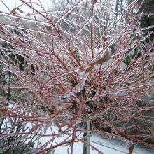 ff8c88bc8397306cdd6a3d17fa805912