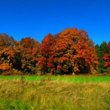 287ca880747cbb325d2ba50a6b5e2749