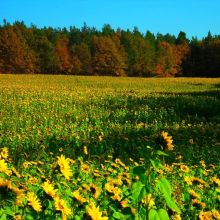 e81d73a8de11cdf361a6370380e29227