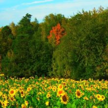 f50d300e7143df3f7bdd82ad7aeb91a0